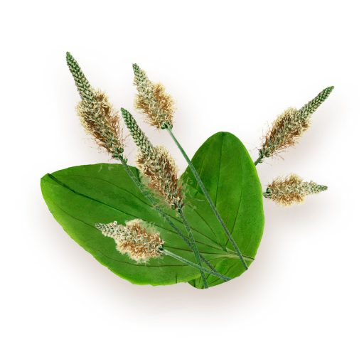 BioMenü bio Coajă de Pătlagină capsulă 60 buc materie primă