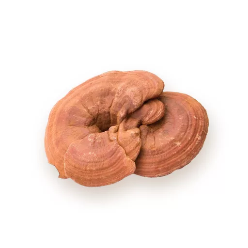 BioMenü bio Ganoderma ciupercă capsule 60 buc materie primă