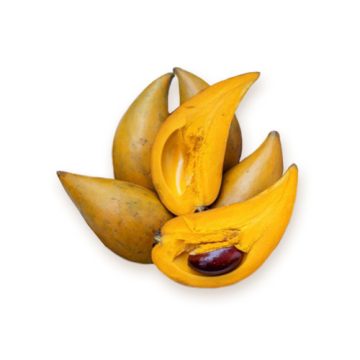 Lucuma