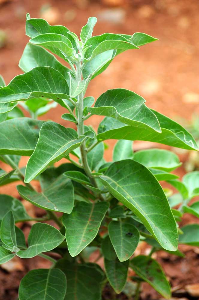 Planta Ashwagandha