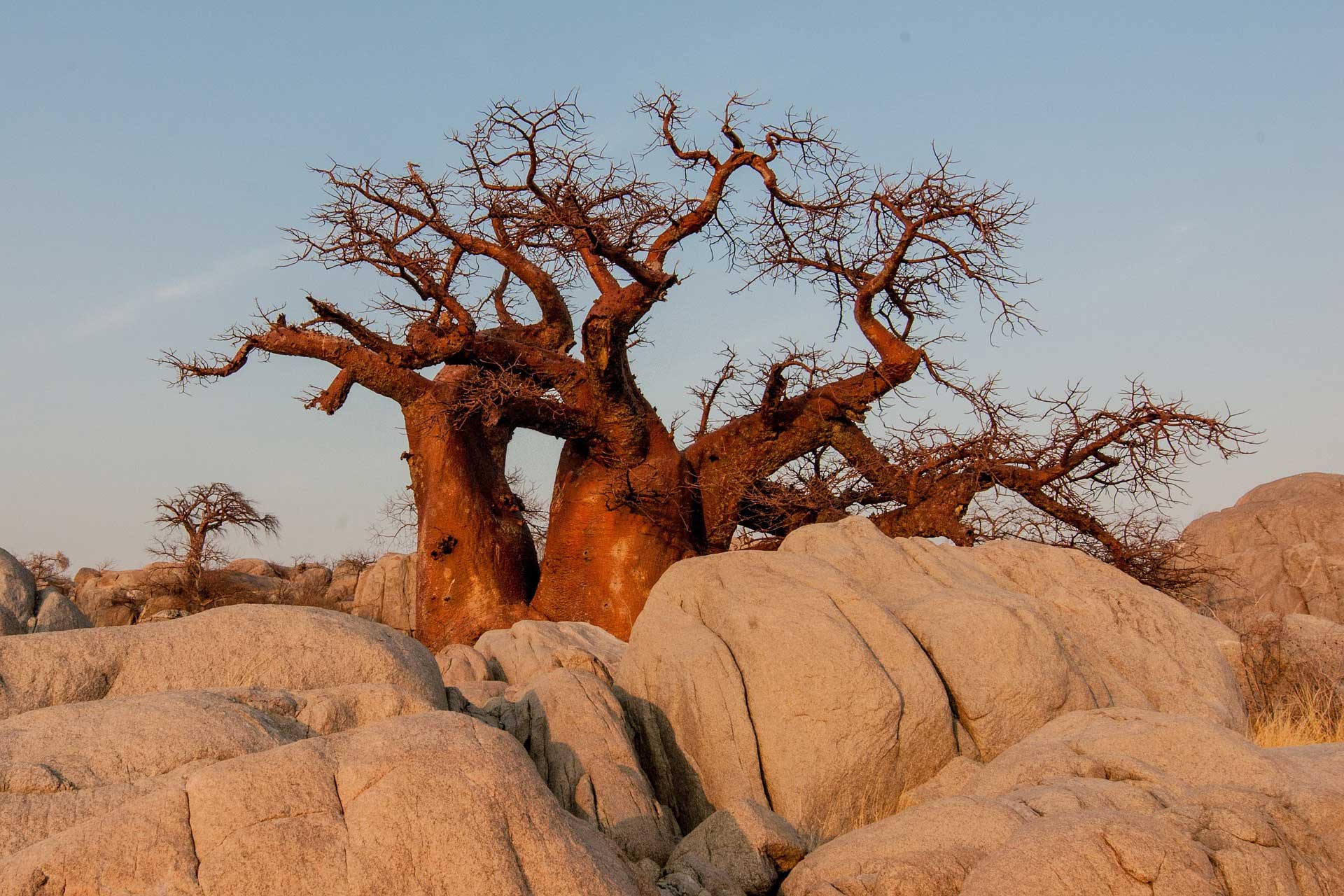 Arborele de baobab