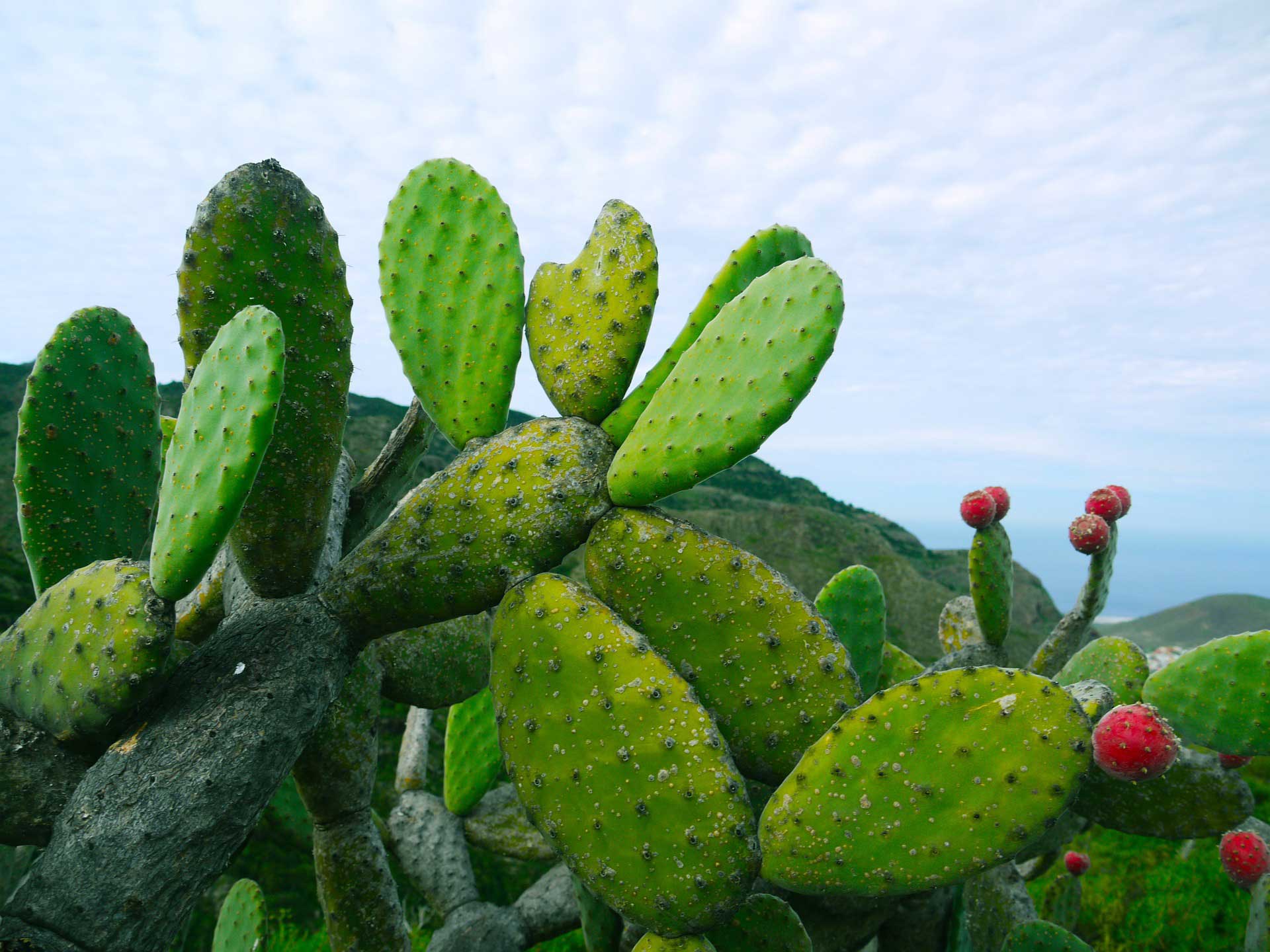 Buf de Nopal Cactus