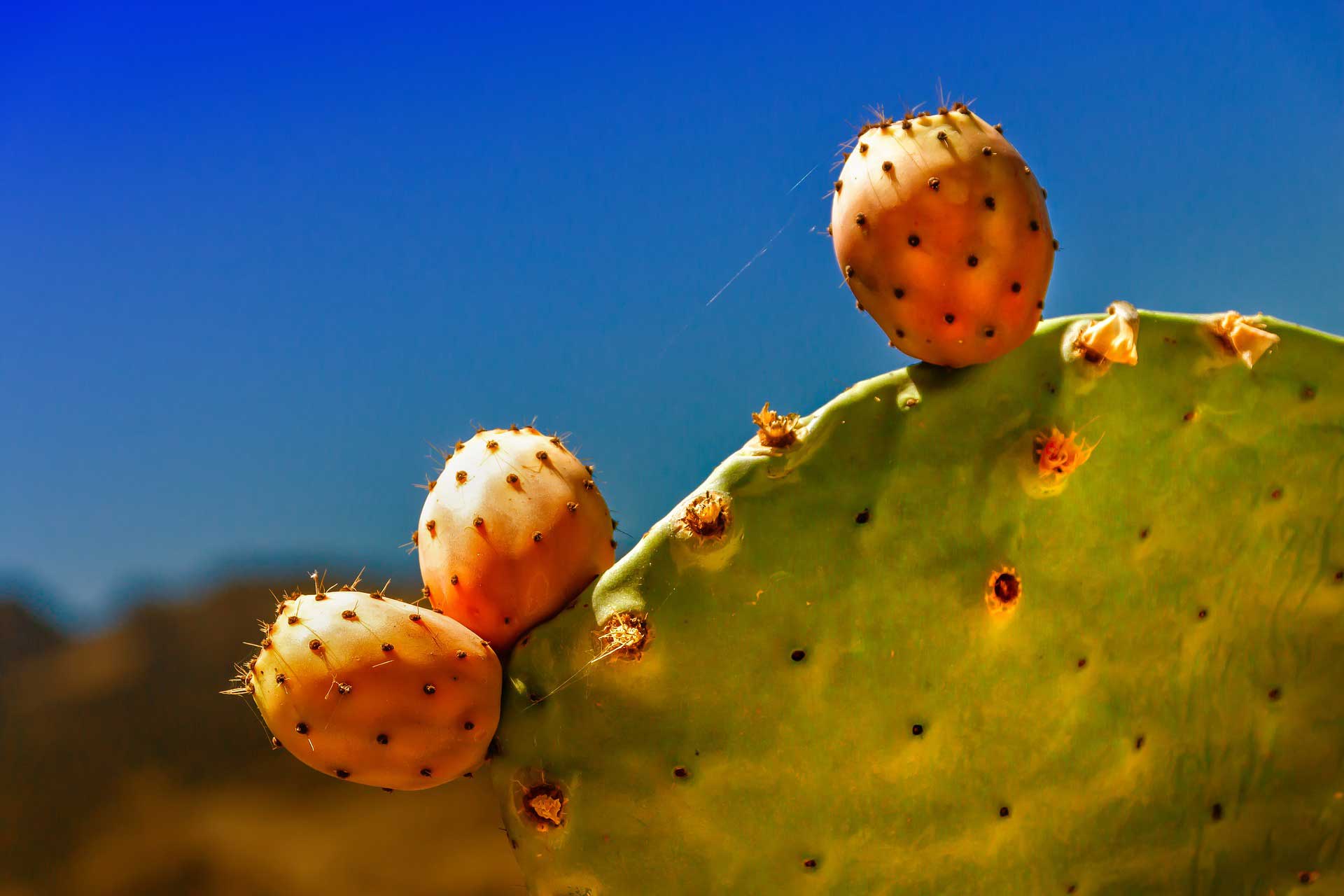 Fruc de Nopal Cactus