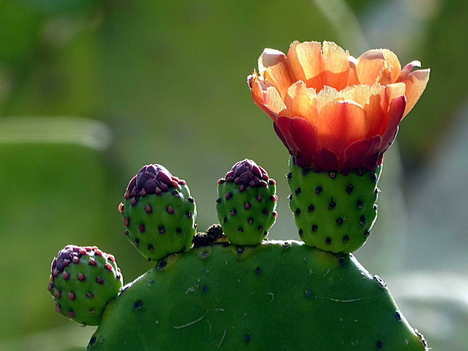 Înflorire cactus smochin
