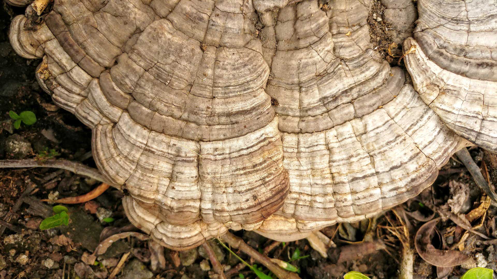Ciuperca Ganoderma