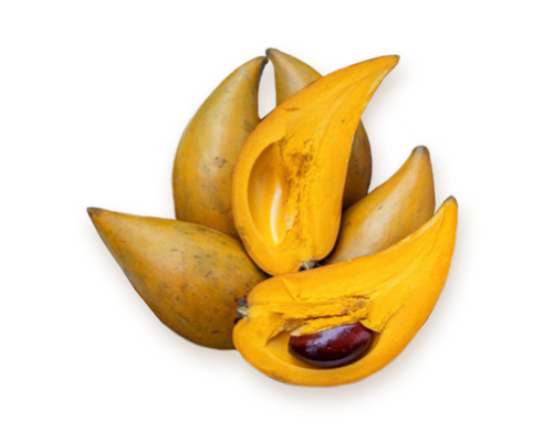 Lucuma