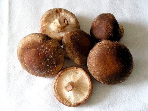Ciuperca Shiitake