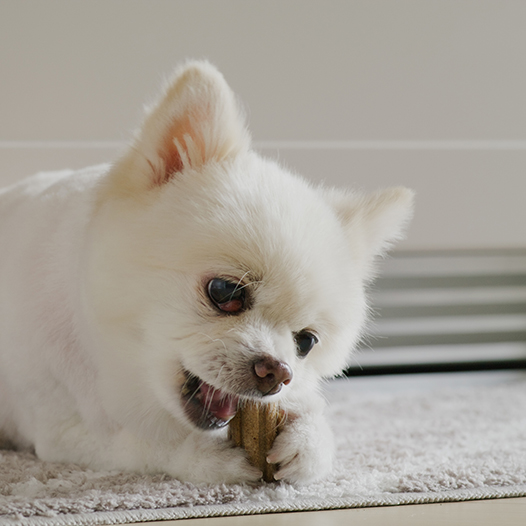 Gustare pentru câini cu ciuperci maitake pentru întărirea imunității